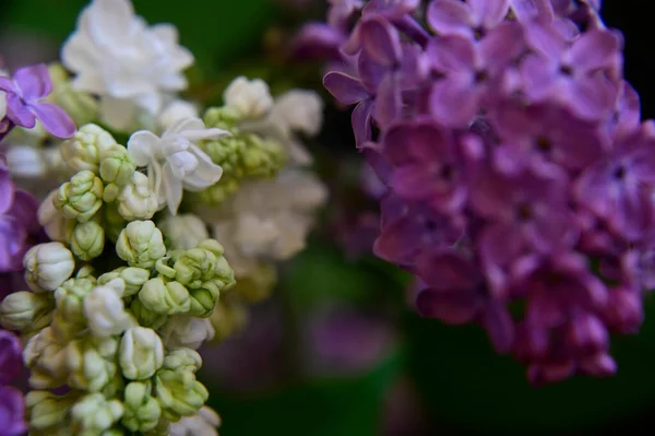 Mooie Bloemen Groeien Tuin Zomer Zonnige Dag — Stockfoto