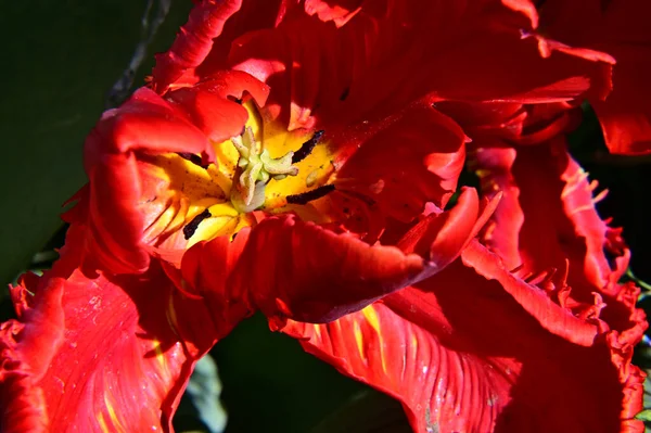 Güneşli Yaz Gününde Bahçede Büyüyen Güzel Lale Çiçekleri — Stok fotoğraf