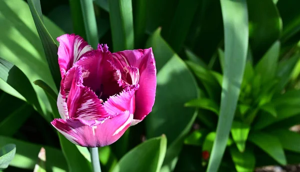 Belle Fleur Tulipe Poussant Dans Jardin Journée Ensoleillée Été — Photo