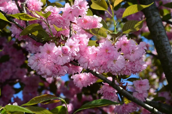 Güzel çiçekli sakura ağacı dalları, yakın plan, bahar konsepti.  