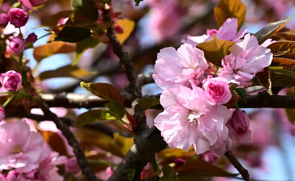 Arbre Sakura Avec Belles Fleurs Gros Plan Concept Printemps — Photo