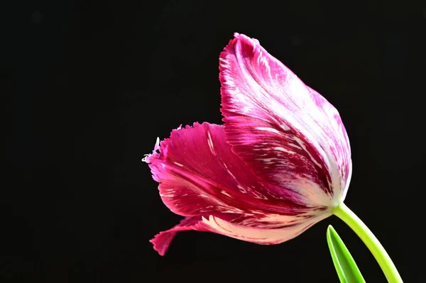 Beautiful Tulip Dark Background Summer Concept Close View — Stock Photo, Image