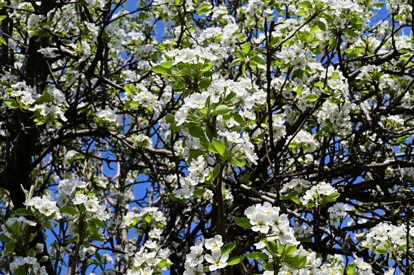 Árvore Maçã Com Flores Brancas Bonitas Close Conceito Primavera — Fotografia de Stock