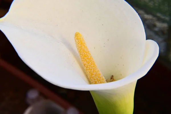 Belles Fleurs Poussant Dans Jardin Journée Ensoleillée Été — Photo