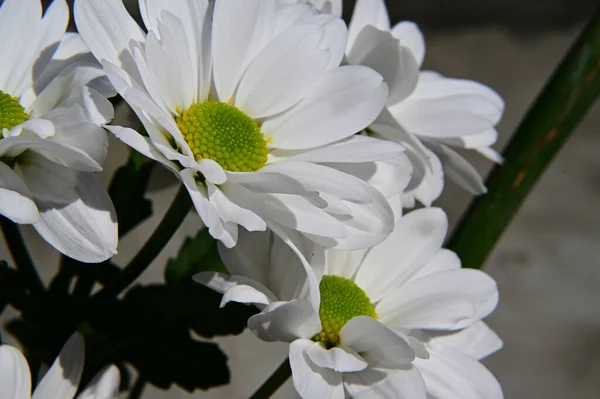 Belles Fleurs Poussant Dans Jardin Journée Ensoleillée Été — Photo