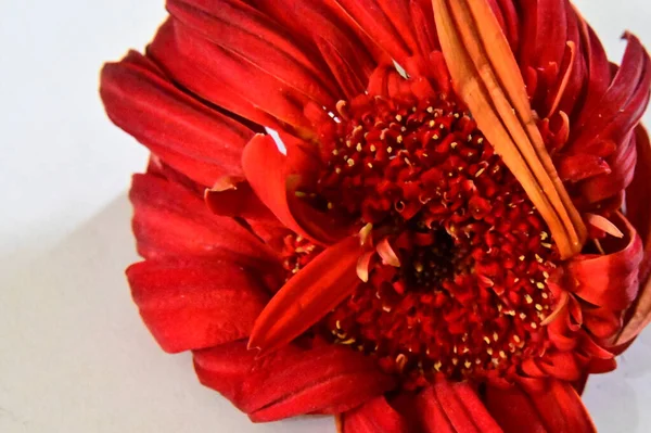 Piękny Gerbera Kwiat Jasnym Tle Koncepcja Latem Widok Bliska — Zdjęcie stockowe
