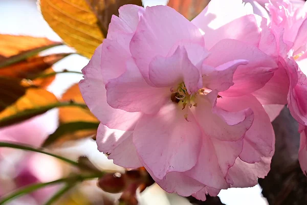 Sakura Tree Beautiful Flowers Close Spring Concept — Stock Photo, Image