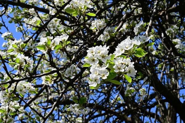 Jabłoń Białymi Pięknymi Kwiatami Zbliżenie Wiosenna Koncepcja — Zdjęcie stockowe