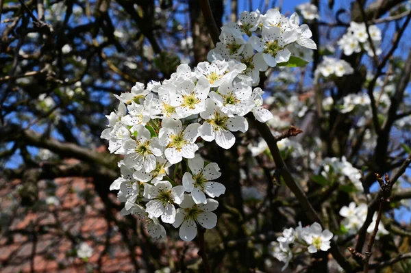 Melo Con Bellissimi Fiori Bianchi Primo Piano Concetto Primaverile — Foto Stock