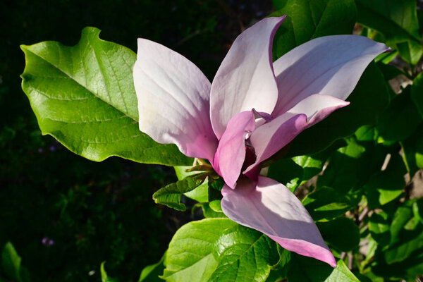 красивые цветы растут в саду в летний солнечный день 