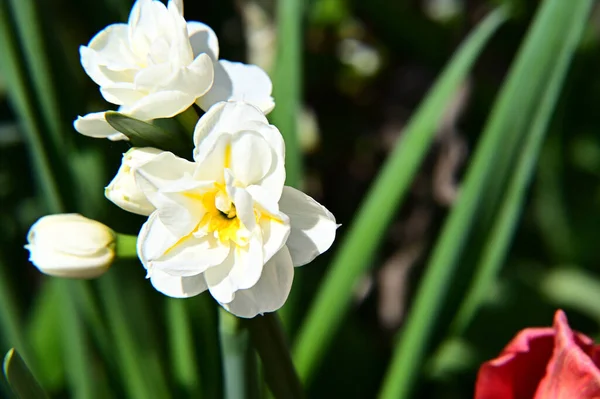 Eine Nahaufnahme Einer Schönen Blume — Stockfoto