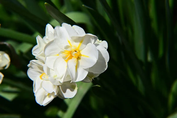 Gros Plan Une Belle Fleur — Photo