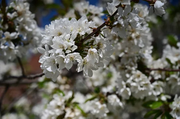Гілки Яблуні Білими Красивими Квітами Крупним Планом Весняна Концепція — стокове фото