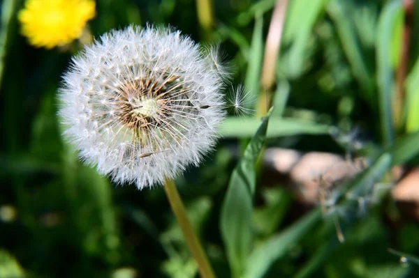 Mooie Bloemen Groeien Tuin Zomer Zonnige Dag — Stockfoto