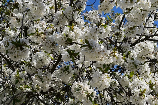 Melo Con Bellissimi Fiori Bianchi Primo Piano Concetto Primaverile — Foto Stock