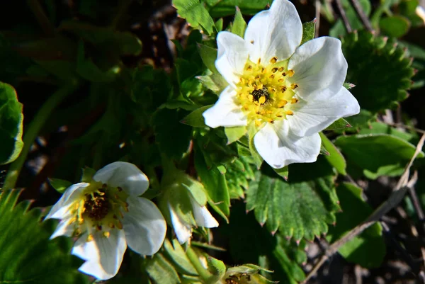 Hermosas Flores Que Crecen Jardín Verano Día Soleado — Foto de Stock