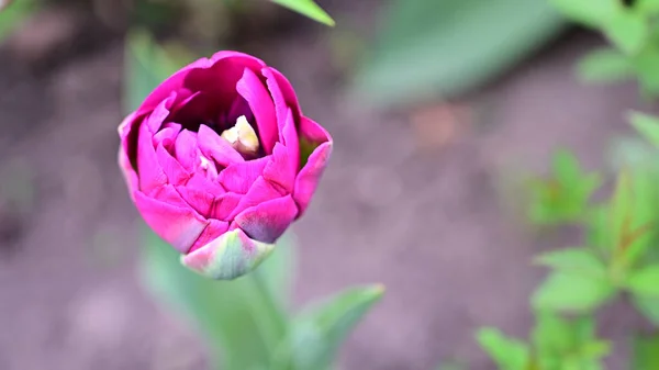 Schöne Tulpenblume Wächst Garten Sonnigen Sommertag — Stockfoto