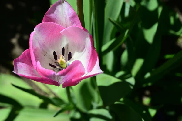 Krásný Tulipán Květina Rostoucí Zahradě Létě Slunečný Den — Stock fotografie