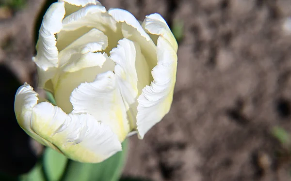 Bellissimo Fiore Tulipano Che Cresce Giardino Estate Giornata Sole — Foto Stock