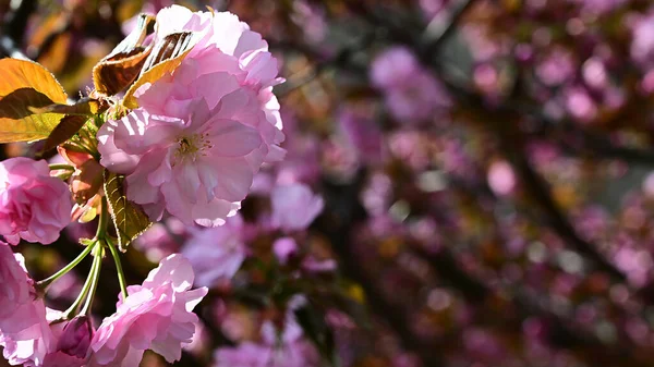 Branches Sakura Avec Belles Fleurs Gros Plan Concept Printemps — Photo