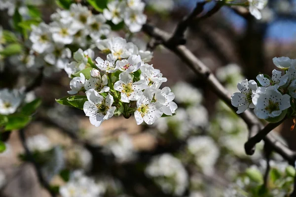 Apple Tree White Beautiful Flowers Close Spring Concept — Stock Photo, Image