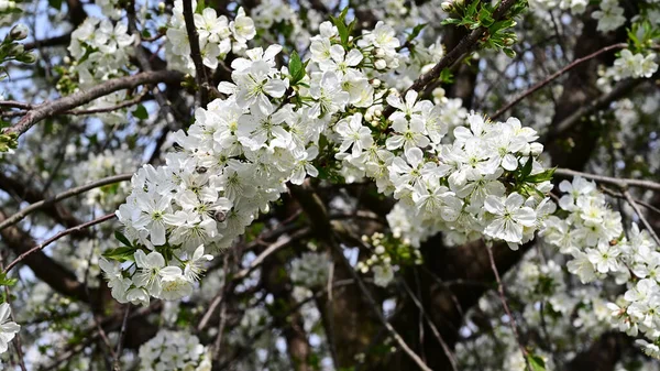 Rami Melo Con Bei Fiori Bianchi Primo Piano Concetto Primavera — Foto Stock