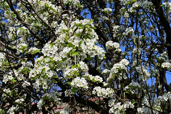 Jabłoń Białymi Pięknymi Kwiatami Zbliżenie Wiosenna Koncepcja — Zdjęcie stockowe