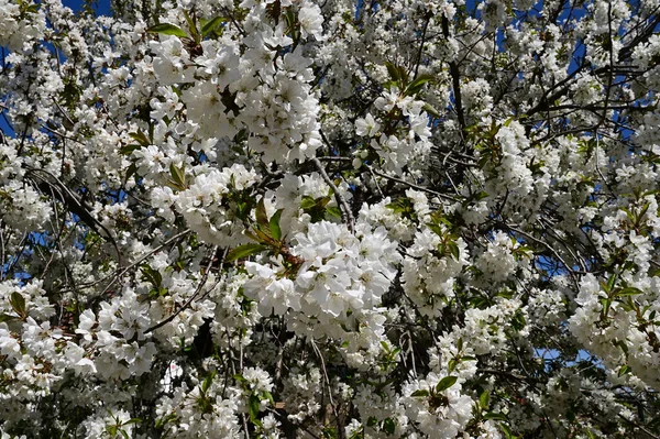 Pommier Avec Belles Fleurs Blanches Gros Plan Concept Printemps — Photo