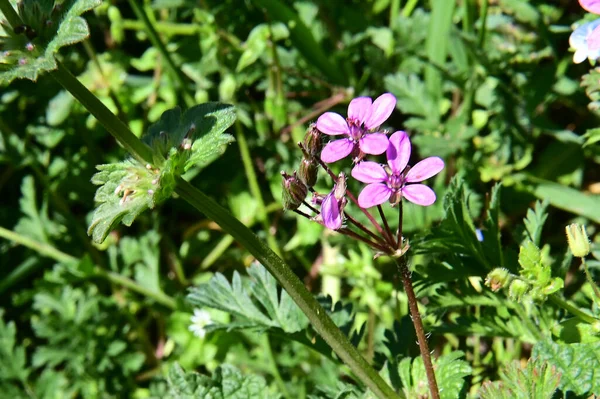 Belles Fleurs Poussant Dans Jardin Journée Ensoleillée Été — Photo