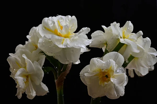 Flores Bonitas Fundo Escuro Conceito Verão Vista Próxima — Fotografia de Stock