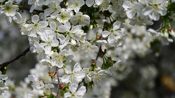 Jabloně Větve Bílými Krásnými Květy Zblízka Jarní Koncept — Stock fotografie