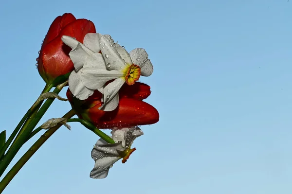 Kapky Rosy Krásné Narcisy Tulipány Pozadí Oblohy Letní Koncept Close — Stock fotografie