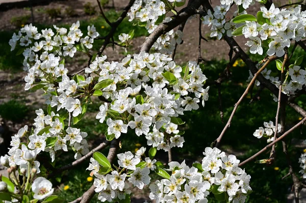 Manzano Con Hermosas Flores Blancas Primer Plano Concepto Primavera —  Fotos de Stock