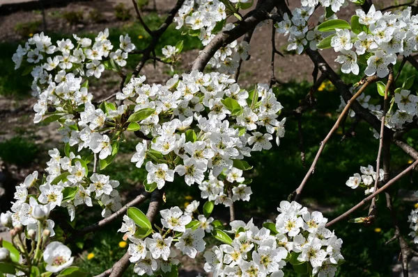 Pommier Avec Belles Fleurs Blanches Gros Plan Concept Printemps — Photo