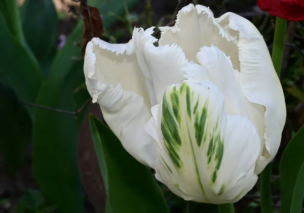 Bellissimo Fiore Tulipano Che Cresce Giardino Estate Giornata Sole — Foto Stock