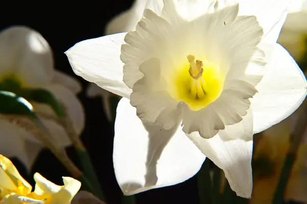 Hermosas Flores Que Crecen Jardín Verano Día Soleado — Foto de Stock