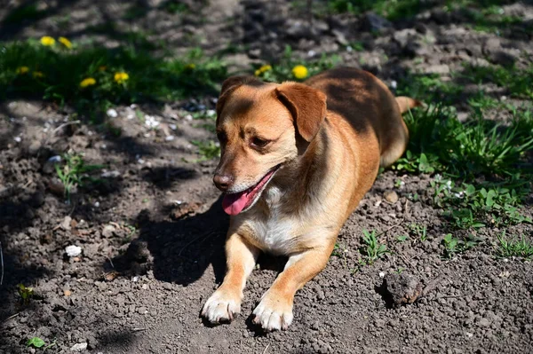 Bonito Cão Ter Diversão Livre Verão Dia — Fotografia de Stock