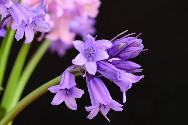 Flores Bonitas Fundo Escuro Conceito Verão Vista Próxima — Fotografia de Stock