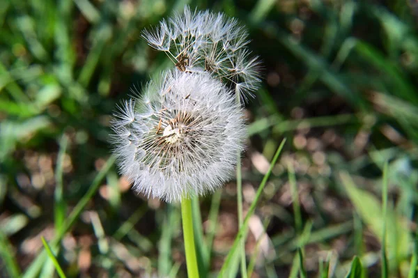 Mooie Witte Pluizige Paardebloemen Donkere Achtergrond Zomerconcept Close View — Stockfoto