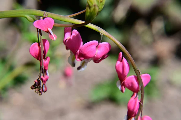 Hermosas Flores Que Crecen Jardín Verano Día Soleado — Foto de Stock