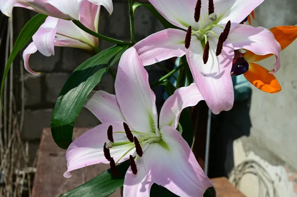 Gyönyörű Liliom Virágok Nőnek Kertben Nyáron Napsütéses Nap — Stock Fotó
