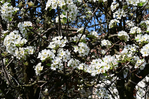 Jabloň Bílými Krásnými Květy Zblízka Jarní Koncept — Stock fotografie