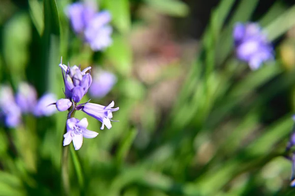 Hermosas Flores Que Crecen Jardín Verano Día Soleado — Foto de Stock