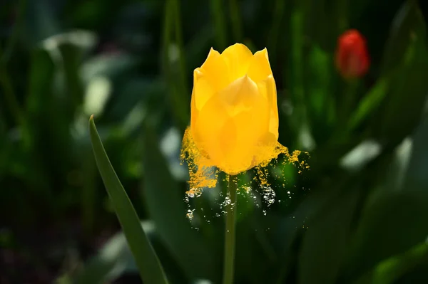 Όμορφη Τουλίπα Λουλούδι Αυξάνεται Στον Κήπο Καλοκαίρι Ηλιόλουστη Μέρα — Φωτογραφία Αρχείου
