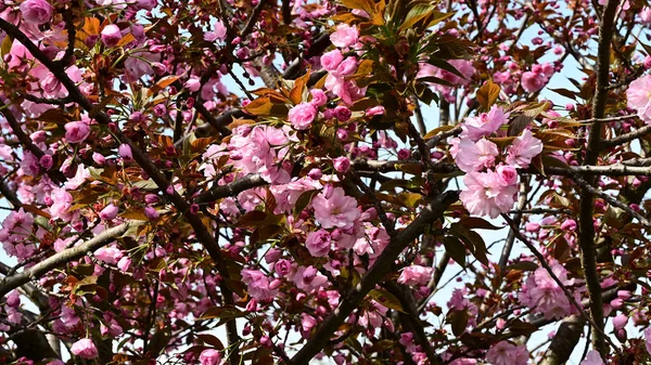 Sakura Tree Beautiful Flowers Close Spring Concept — Stock Photo, Image