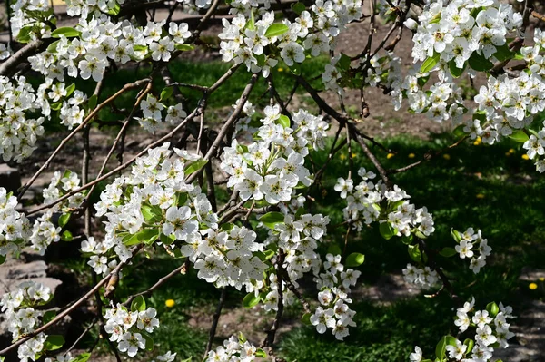 Μηλιά Λευκά Όμορφα Λουλούδια Κοντινό Πλάνο Ανοιξιάτικη Ιδέα — Φωτογραφία Αρχείου