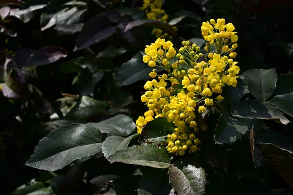 Hermosas Flores Que Crecen Jardín Verano Día Soleado — Foto de Stock