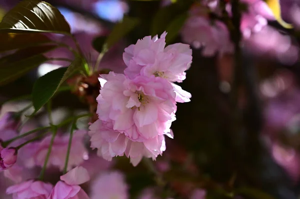 Sakura Äste Mit Schönen Blüten Nahaufnahme Frühlingskonzept — Stockfoto