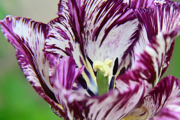 Gyönyörű Tulipán Virág Kertben Nyáron Napsütéses Nap — Stock Fotó