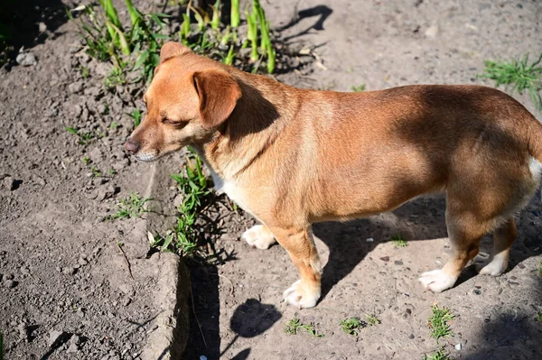 Lindo Perro Tener Diversión Aire Libre Verano Día — Foto de Stock